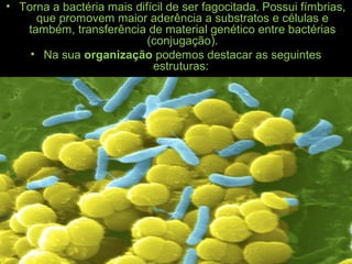 •
• Torna a bactéria mais difícil de ser fagocitada. Possui fímbrias,
que promovem maior aderência a substratos e células e
também, transferência de material genético entre bactérias
(conjugação).
• Na sua organização podemos destacar as seguintes
estruturas:
 