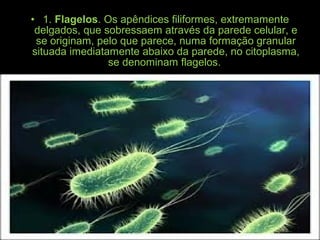 • 1. Flagelos. Os apêndices filiformes, extremamente
delgados, que sobressaem através da parede celular, e
se originam, pelo que parece, numa formação granular
situada imediatamente abaixo da parede, no citoplasma,
se denominam flagelos.
 