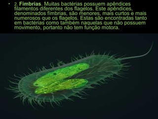 • 2. Fímbrias. Muitas bactérias possuem apêndices
filamentos diferentes dos flagelos. Este apêndices,
denominados fímbrias, são menores, mais curtos e mais
numerosos que os flagelos. Estas são encontradas tanto
em bactérias como também naquelas que não possuem
movimento, portanto não tem função motora.
 
