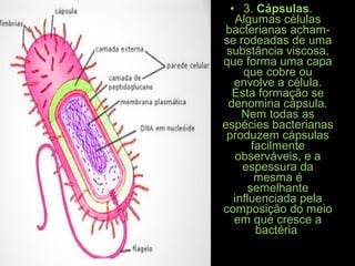 • 3. Cápsulas.
Algumas células
bacterianas acham-
se rodeadas de uma
substância viscosa,
que forma uma capa
que cobre ou
envolve a célula.
Esta formação se
denomina cápsula.
Nem todas as
espécies bacterianas
produzem cápsulas
facilmente
observáveis, e a
espessura da
mesma é
semelhante
influenciada pela
composição do meio
em que cresce a
bactéria
 