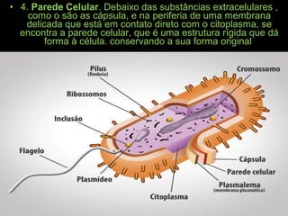 • 4. Parede Celular. Debaixo das substâncias extracelulares ,
como o são as cápsula, e na periferia de uma membrana
delicada que está em contato direto com o citoplasma, se
encontra a parede celular, que é uma estrutura rígida que dá
forma à célula. conservando a sua forma original
 