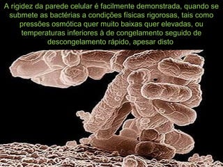 A rigidez da parede celular é facilmente demonstrada, quando se
submete as bactérias a condições físicas rigorosas, tais como
pressões osmótica quer muito baixas quer elevadas, ou
temperaturas inferiores à de congelamento seguido de
descongelamento rápido, apesar disto
 