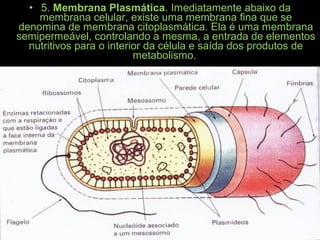 • 5. Membrana Plasmática. Imediatamente abaixo da
membrana celular, existe uma membrana fina que se
denomina de membrana citoplasmática. Ela é uma membrana
semipermeável, controlando a mesma, a entrada de elementos
nutritivos para o interior da célula e saída dos produtos de
metabolismo.
 