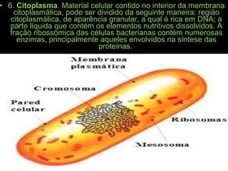 • 6. Citoplasma. Material celular contido no interior da membrana
citoplasmática, pode ser dividido da seguinte maneira: região
citoplasmática, de aparência granular, a qual é rica em DNA; a
parte líquida que contém os elementos nutritivos dissolvidos. A
fração ribossômica das células bacterianas contém numerosas
enzimas, principalmente aqueles envolvidos na síntese das
proteínas.
 