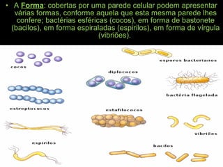 • A Forma: cobertas por uma parede celular podem apresentar
várias formas, conforme aquela que esta mesma parede lhes
confere; bactérias esféricas (cocos), em forma de bastonete
(bacilos), em forma espiraladas (espirilos), em forma de vírgula
(vibriões).
 