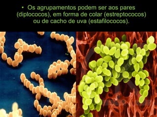 • Os agrupamentos podem ser aos pares
(diplococos), em forma de colar (estreptococos)
ou de cacho de uva (estafilococos).
 