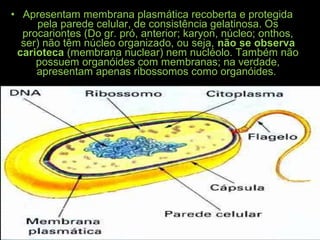 • Apresentam membrana plasmática recoberta e protegida
pela parede celular, de consistência gelatinosa. Os
procariontes (Do gr. pró, anterior; karyon, núcleo; onthos,
ser) não têm núcleo organizado, ou seja, não se observa
carioteca (membrana nuclear) nem nucléolo. Também não
possuem organóides com membranas; na verdade,
apresentam apenas ribossomos como organóides.
 
