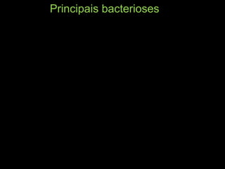 Principais bacterioses
 