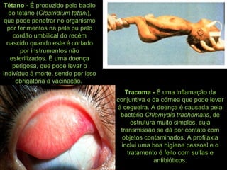 Tétano - É produzido pelo bacilo
do tétano (Clostridium tetani),
que pode penetrar no organismo
por ferimentos na pele ou pelo
cordão umbilical do recém
nascido quando este é cortado
por instrumentos não
esterilizados. É uma doença
perigosa, que pode levar o
indivíduo à morte, sendo por isso
obrigatória a vacinação.
Tracoma - É uma inflamação da
conjuntiva e da córnea que pode levar
à cegueira. A doença é causada pela
bactéria Chlamydia trachomatis, de
estrutura muito simples, cuja
transmissão se dá por contato com
objetos contaminados. A profilaxia
inclui uma boa higiene pessoal e o
tratamento é feito com sulfas e
antibióticos.
 
