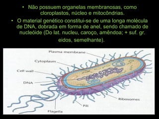 • Não possuem organelas membranosas, como
cloroplastos, núcleo e mitocôndrias.
• O material genético constitui-se de uma longa molécula
de DNA, dobrada em forma de anel, sendo chamado de
nucleóide (Do lat. nucleu, caroço, amêndoa; + suf. gr.
eidos, semelhante).
 
