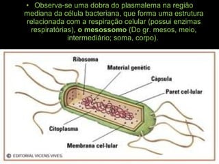 • Observa-se uma dobra do plasmalema na região
mediana da célula bacteriana, que forma uma estrutura
relacionada com a respiração celular (possui enzimas
respiratórias), o mesossomo (Do gr. mesos, meio,
intermediário; soma, corpo).
 