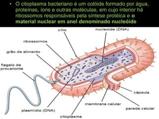 • O citoplasma bacteriano é um colóide formado por água,
proteínas, íons e outras moléculas, em cujo interior há
ribossomos responsáveis pela síntese protéica e o
material nuclear em anel denominado nucleóide
 