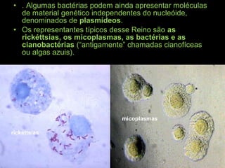 • . Algumas bactérias podem ainda apresentar moléculas
de material genético independentes do nucleóide,
denominados de plasmídeos.
• Os representantes típicos desse Reino são as
rickéttsias, os micoplasmas, as bactérias e as
cianobactérias (“antigamente” chamadas cianofíceas
ou algas azuis).
rickéttsias
micoplasmas
 