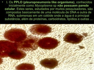 • I. Os PPLO (pleuropneumonia like organisms), conhecidos
inicialmente como Mycoplasma sp não possuem parede
celular. Estes seres, estudados por muitos pesquisadores, são
compostos basicamente de uma molécula de DNA e outra de
RNA, submersas em um colóide onde a água é a principal
substância, além de proteínas, carboidratos, lipídios e outras ...
 