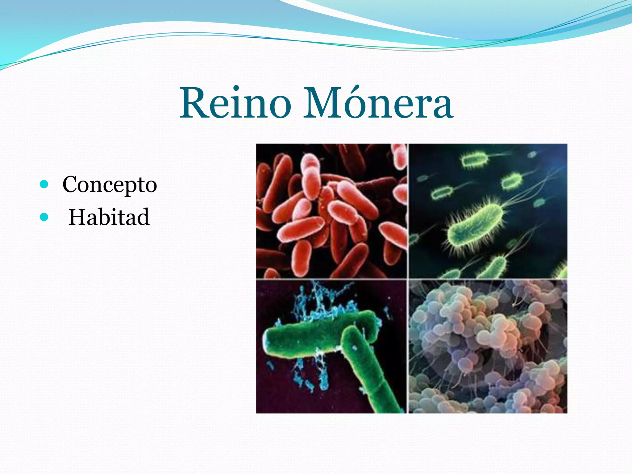 Reino Monera | PPTX