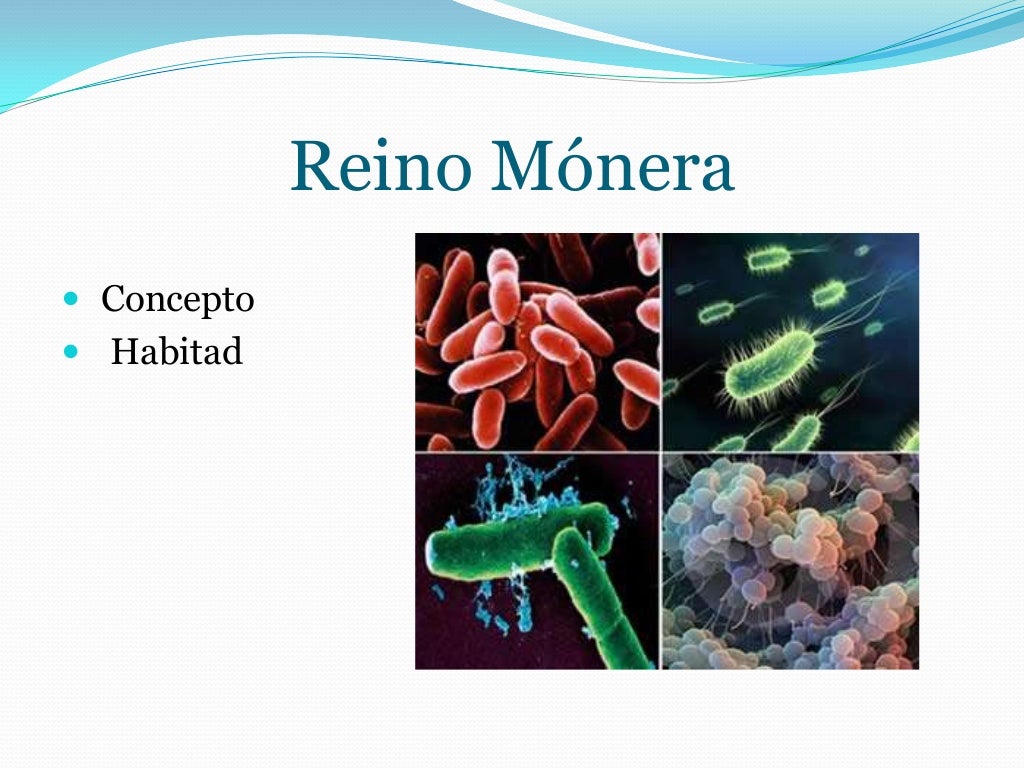 Reino Monera