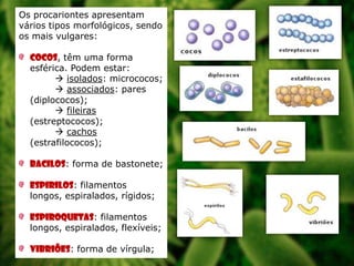 Os procariontes apresentam
vários tipos morfológicos, sendo
os mais vulgares:
Cocos, têm uma forma
esférica. Podem estar:
 isolados: micrococos;
 associados: pares
(diplococos);
 fileiras
(estreptococos);
 cachos
(estrafilococos);
Bacilos: forma de bastonete;
Espirilos: filamentos
longos, espiralados, rígidos;

Espiroquetas: filamentos
longos, espiralados, flexíveis;
Vibriões: forma de vírgula;

 