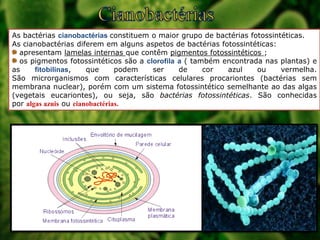 As bactérias cianobactérias constituem o maior grupo de bactérias fotossintéticas.
As cianobactérias diferem em alguns aspetos de bactérias fotossintéticas:
apresentam lamelas internas que contêm pigmentos fotossintéticos ;
os pigmentos fotossintéticos são a clorofila a ( também encontrada nas plantas) e
as
fitobilinas,
que
podem
ser
de
cor
azul
ou
vermelha.
São microrganismos com características celulares procariontes (bactérias sem
membrana nuclear), porém com um sistema fotossintético semelhante ao das algas
(vegetais eucariontes), ou seja, são bactérias fotossintéticas. São conhecidas
por algas azuis ou cianobactérias.

 