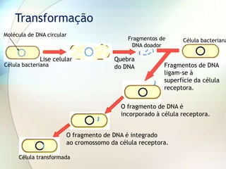 Transformação
Célula bacteriana
Lise celular Quebra
do DNA
Fragmentos de
DNA doador
Célula bacteriana
Fragmentos de DNA
ligam-se à
superfície da célula
receptora.
O fragmento de DNA é
incorporado à célula receptora.
O fragmento de DNA é integrado
ao cromossomo da célula receptora.
Célula transformada
Molécula de DNA circular
 