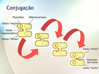 Conjugação
Plasmídeo DNA bacteriano
Ponte
citoplasmática
Célula “fêmea”
Célula “macho”
Separação
das células
Célula “macho”
Célula “macho”
 