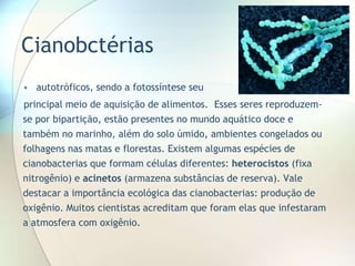 Cianobctérias
• autotróficos, sendo a fotossíntese seu
principal meio de aquisição de alimentos. Esses seres reproduzem-
se por bipartição, estão presentes no mundo aquático doce e
também no marinho, além do solo úmido, ambientes congelados ou
folhagens nas matas e florestas. Existem algumas espécies de
cianobacterias que formam células diferentes: heterocistos (fixa
nitrogênio) e acinetos (armazena substâncias de reserva). Vale
destacar a importância ecológica das cianobacterias: produção de
oxigênio. Muitos cientistas acreditam que foram elas que infestaram
a atmosfera com oxigênio.
 