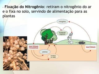 - Fixação do Nitrogênio: retiram o nitrogênio do ar
e o fixa no solo, servindo de alimentação para as
plantas
 