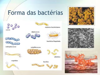 Forma das bactérias
 