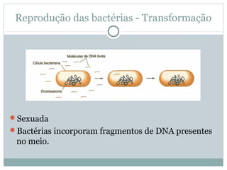 Reprodução das bactérias - Transformação
Sexuada
Bactérias incorporam fragmentos de DNA presentes
no meio.
 