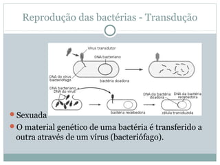 Reprodução das bactérias - Transdução
Sexuada
O material genético de uma bactéria é transferido a
outra através de um vírus (bacteriófago).
 