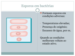 Esporos em bactérias
Formam esporos em
condições adversas:
- Temperaturas elevadas;
- Presença de oxigênio;
- Escassez de água, por ex.
Quando as condições
melhoram voltam ao
estado ativo.
 