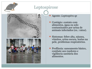 Leptospirose
 Agente: Leptospira sp
 Contágio: contato com
alimentos, água ou solo
contaminados por urina de
animais infectados (ex.: ratos).
 Sintomas: febre alta, náusea,
vômitos, urina escura, lesões na
pele, problemas respiratórios.
 Profilaxia: saneamento básico,
combate aos roedores e
vigilância sanitária dos
alimentos.
 