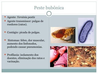 Peste bubônica
 Agente: Yersinia pestis
 Agente transmissor: pulgas de
roedores (ratos).
 Contágio: picada de pulgas.
 Sintomas: febre, dor muscular,
aumento dos linfonodos,
podendo causar pneumonias.
 Profilaxia: isolamento dos
doentes, eliminação dos ratos e
vacinação.
 