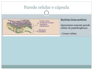 Parede celular e cápsula
Bactérias Gram-positivas
Apresentam somente parede
celular de peptídeoglicano.
- Coram violeta.
Bactérias Gram-negativas
Apresentam parede celular e
cápsula. Têm maior
resistência a determinados
antibióticos.
- Coram rosa/vermelho.
 