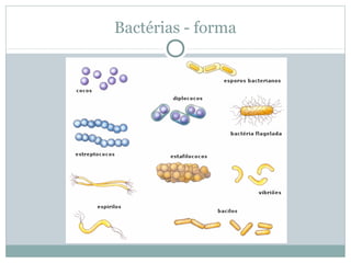 Bactérias - forma
 
