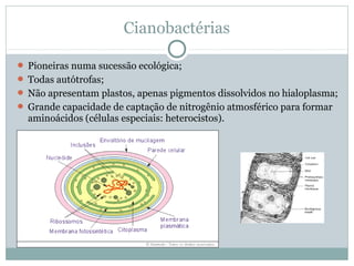 Cianobactérias
 Pioneiras numa sucessão ecológica;
 Todas autótrofas;
 Não apresentam plastos, apenas pigmentos dissolvidos no hialoplasma;
 Grande capacidade de captação de nitrogênio atmosférico para formar
aminoácidos (células especiais: heterocistos).
 