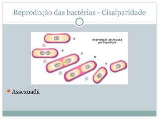 Reprodução das bactérias - Cissiparidade
Assexuada
 