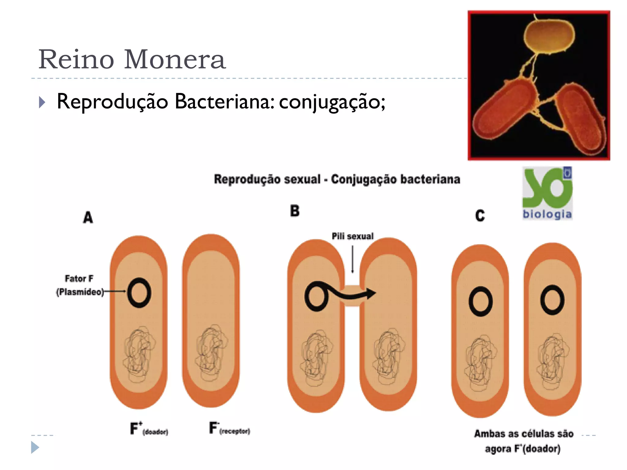 Reino monera | PDF