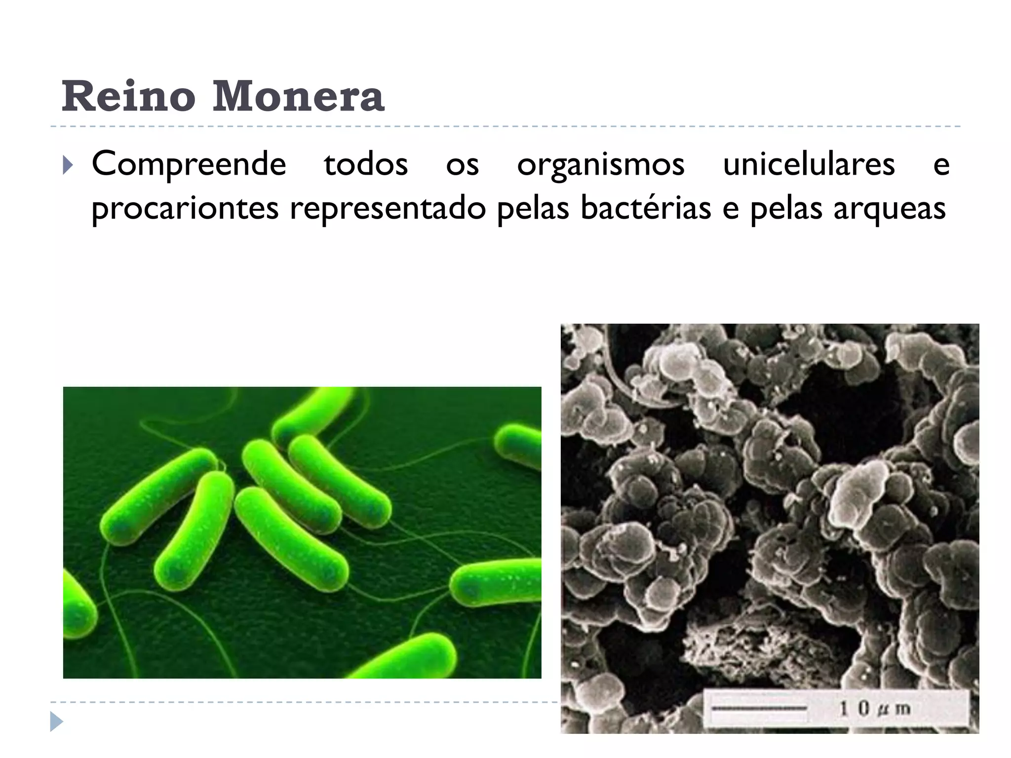 Reino monera | PDF