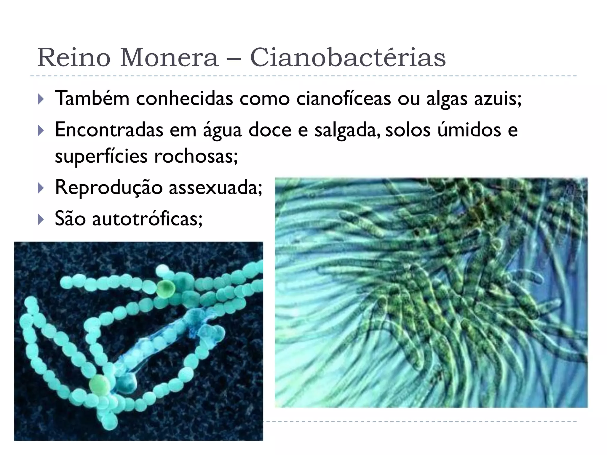 Reino monera | PDF