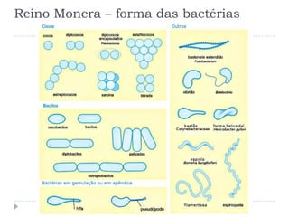 Reino Monera – forma das bactérias
 