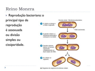 Reino Monera
 Reprodução bacteriana: o
principal tipo de
reprodução
é assexuada
ou divisão
simples ou
cissiparidade.
 