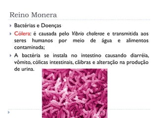 Reino Monera
 Bactérias e Doenças
 Cólera: é causada pelo Vibrio cholerae e transmitida aos
seres humanos por meio de água e alimentos
contaminada;
 A bactéria se instala no intestino causando diarréia,
vômito, cólicas intestinais, cãibras e alteração na produção
de urina.
 