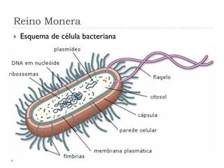 Reino Monera
 Esquema de célula bacteriana
 