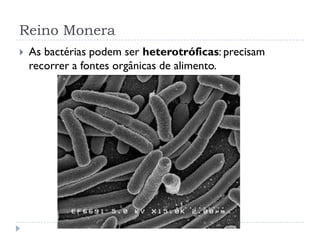 Reino Monera
 As bactérias podem ser heterotróficas: precisam
recorrer a fontes orgânicas de alimento.
 