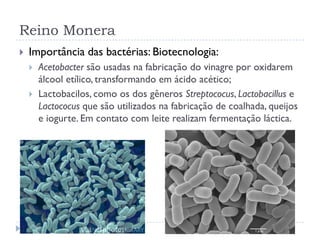 Reino Monera
 Importância das bactérias: Biotecnologia:
 Acetobacter são usadas na fabricação do vinagre por oxidarem
álcool etílico, transformando em ácido acético;
 Lactobacilos, como os dos gêneros Streptococus, Lactobacillus e
Lactococus que são utilizados na fabricação de coalhada, queijos
e iogurte. Em contato com leite realizam fermentação láctica.
 