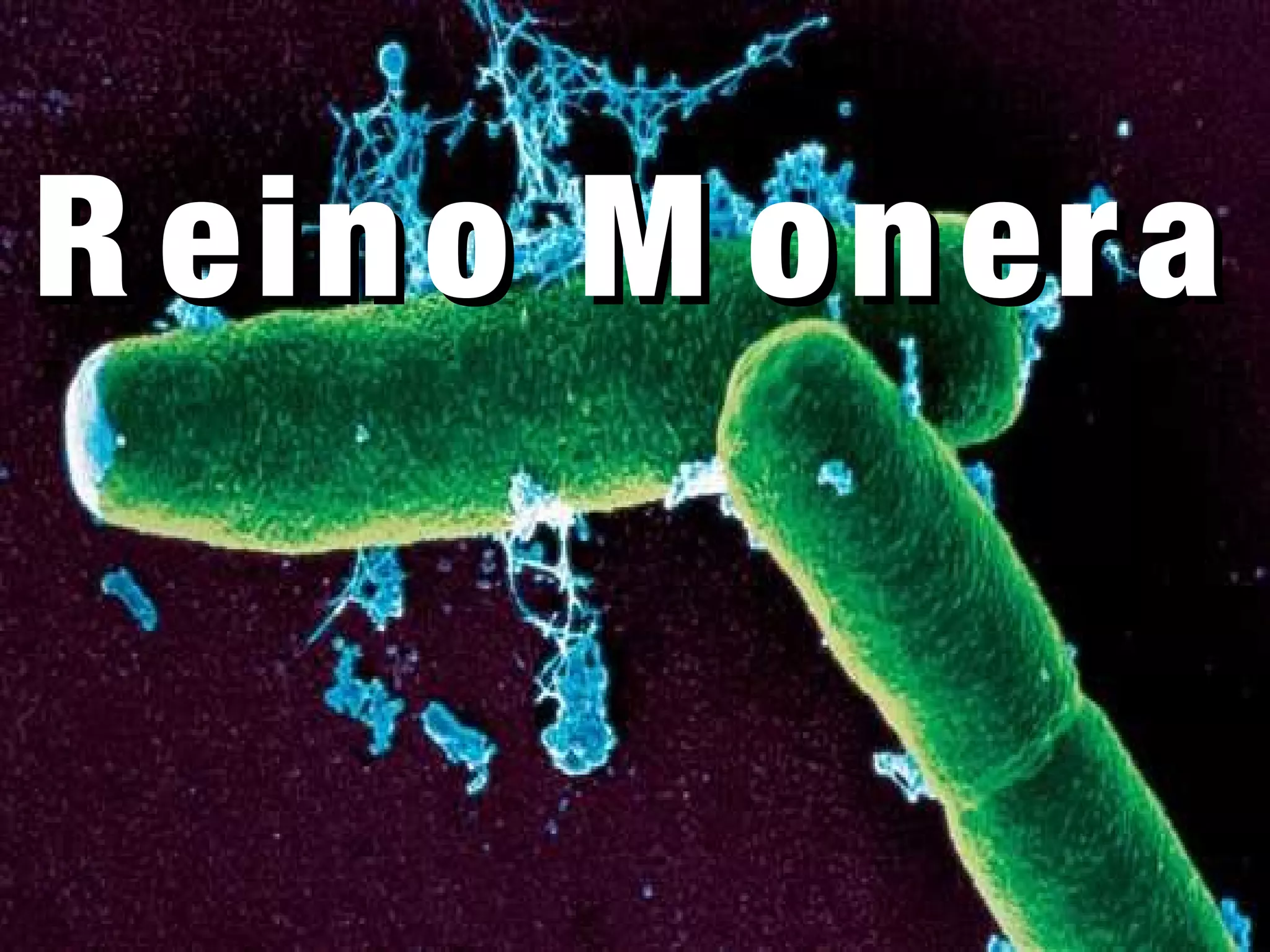 Slides da aula de Biologia (Renato) sobre Reino Monera | PPT