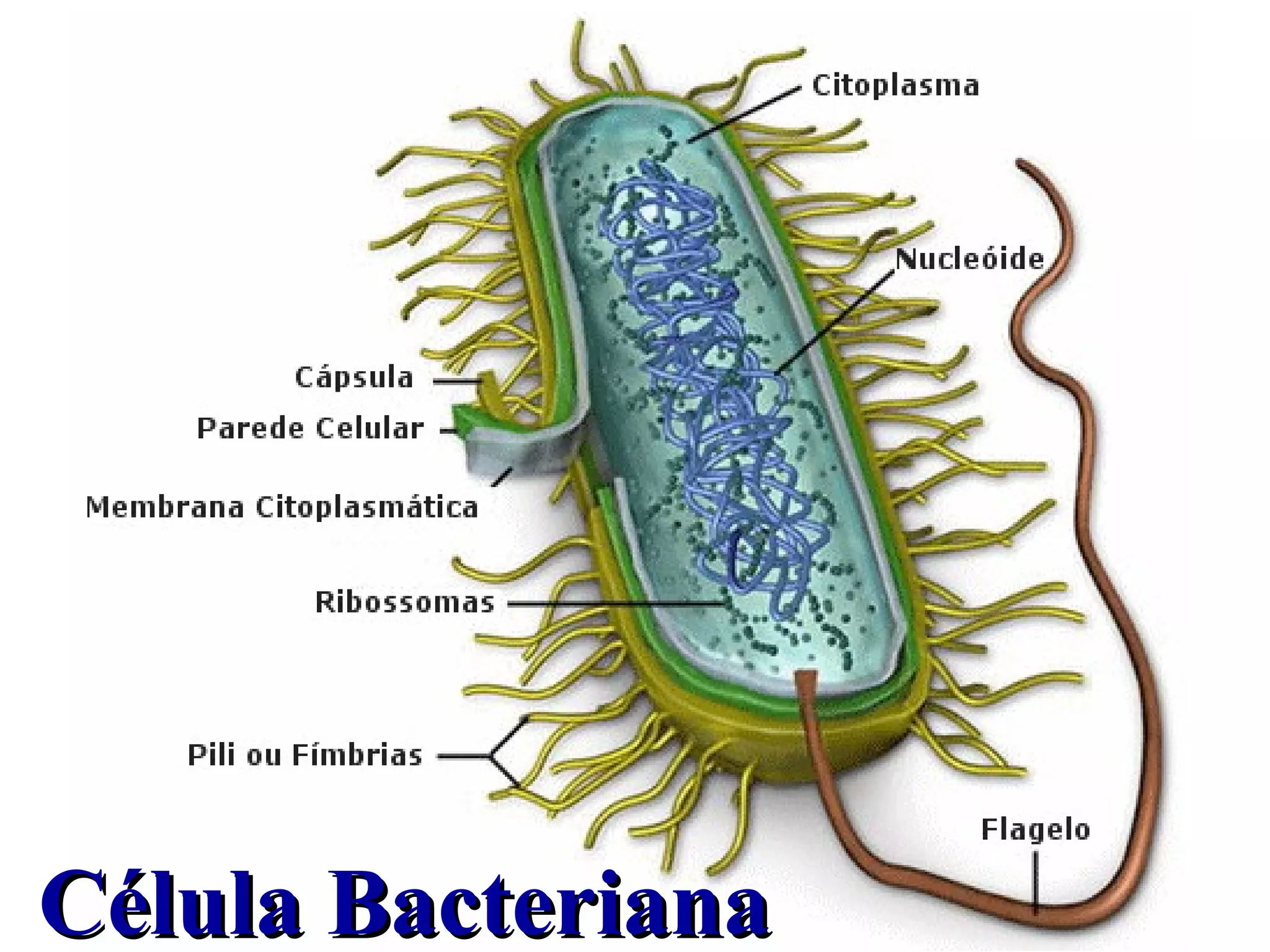 Slides da aula de Biologia (Renato) sobre Reino Monera | PPT