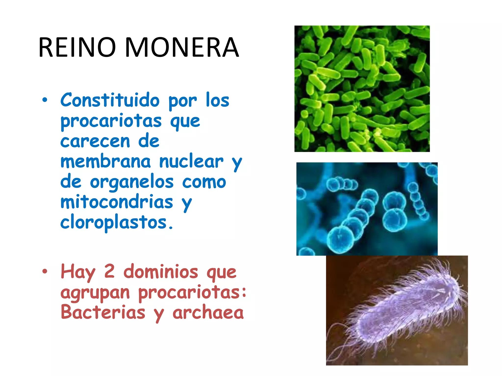 Reino monera | PPTX