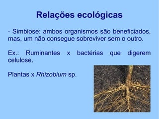 Relações ecológicas
- Simbiose: ambos organismos são beneficiados,
mas, um não consegue sobreviver sem o outro.
Ex.: Ruminantes x bactérias que digerem
celulose.
Plantas x Rhizobium sp.
 