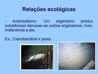 Relações ecológicas
- Amensalismo: Um organismo produz
substâncias danosas ao outros organismos, mas,
inofensivas a ele.
Ex.: Cianobactéria x peixe.
 